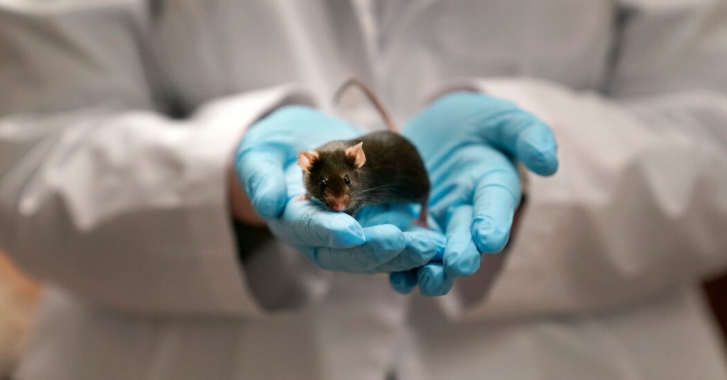 Lab Animals Face Being Euthanized as Trump Cuts Research