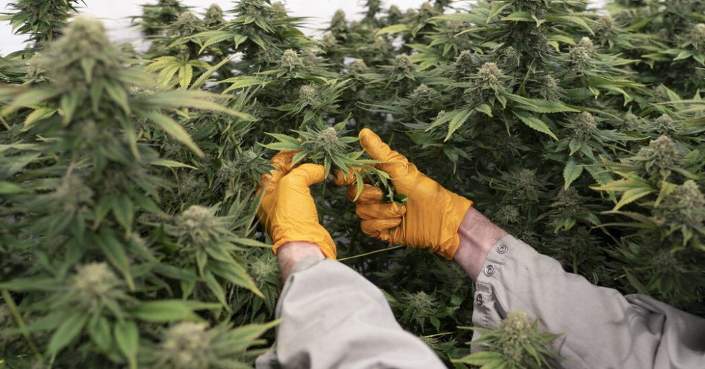 Older People Seeking Care for Cannabis Use at Greater Risk for Dementia, Study Finds