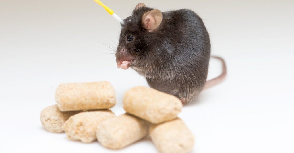 What Nearly Brainless Rodents Know About Weight Loss and Hunger What Nearly Brainless Rodents Know About Weight Loss and Hunger